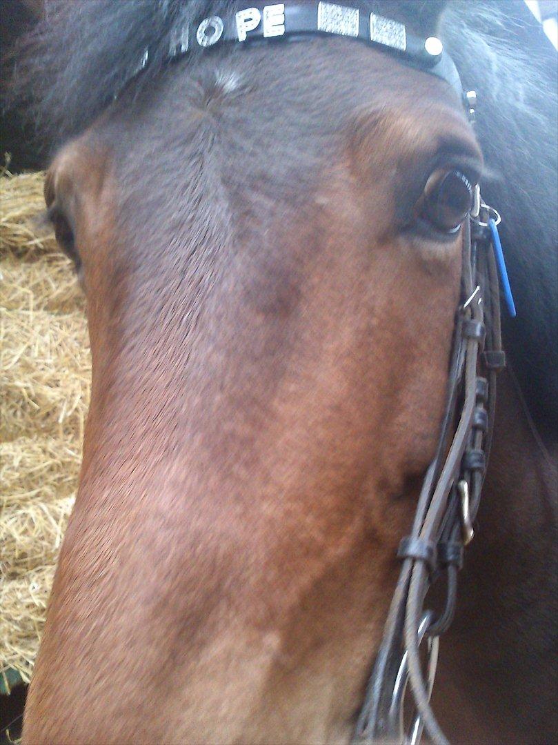 Anden særlig race Hope billede 4