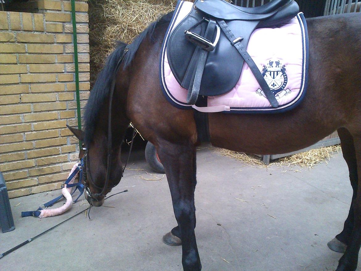 Anden særlig race Hope - her søger hun efter godbidder billede 5