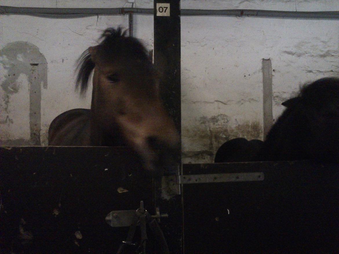 Anden særlig race Hope - Nynne kom vist til at forstyre Hope midt i maden billede 6