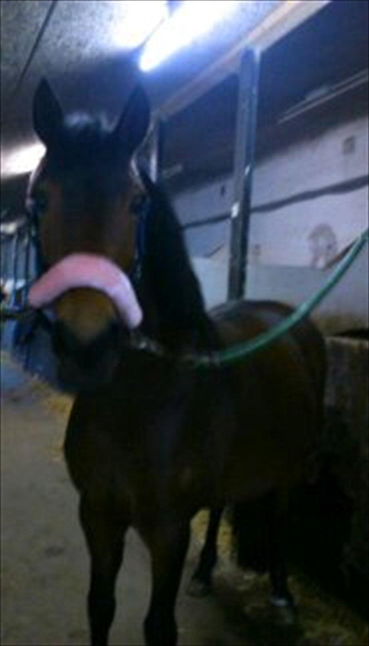 Anden særlig race Hope - nysgerrige Hope billede 7