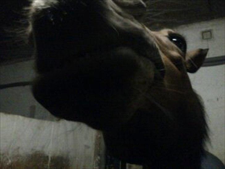 Anden særlig race Hope - har du noget til mig!! billede 8