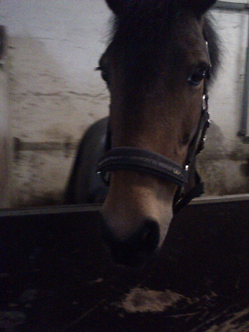 Anden særlig race Hope - det er min søde pony billede 9