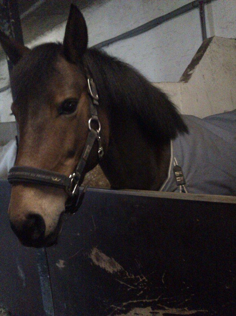 Anden særlig race Hope - Hope med hendes dækken på billede 10