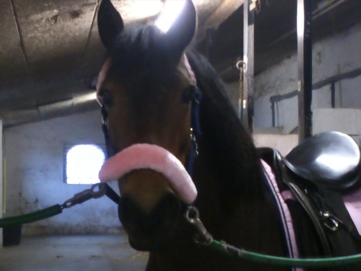 Anden særlig race Hope - Velkommen til Hopes profil
__________________________
hope med hendes fine underlag jeg også har købt til hende billede 1