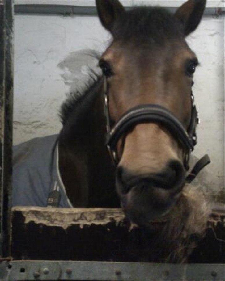 Anden særlig race Hope - Hope gumler på noget hø billede 11