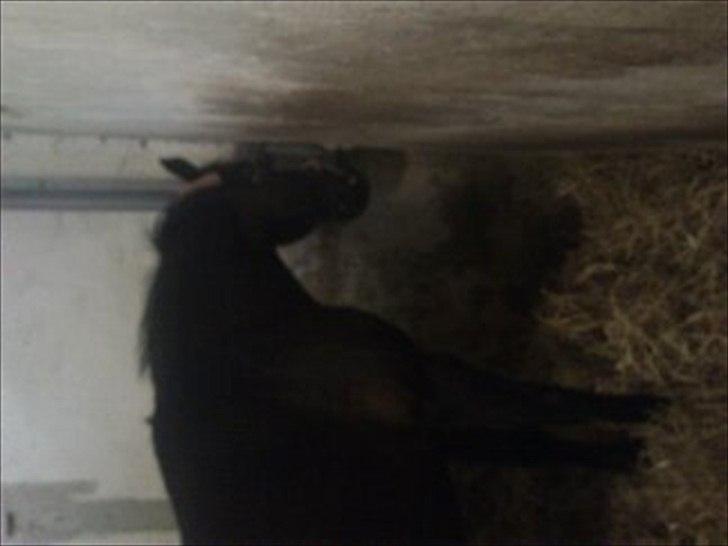 Anden særlig race Hope - Hope drikker billede 12