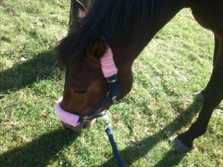 Anden særlig race Hope billede 13