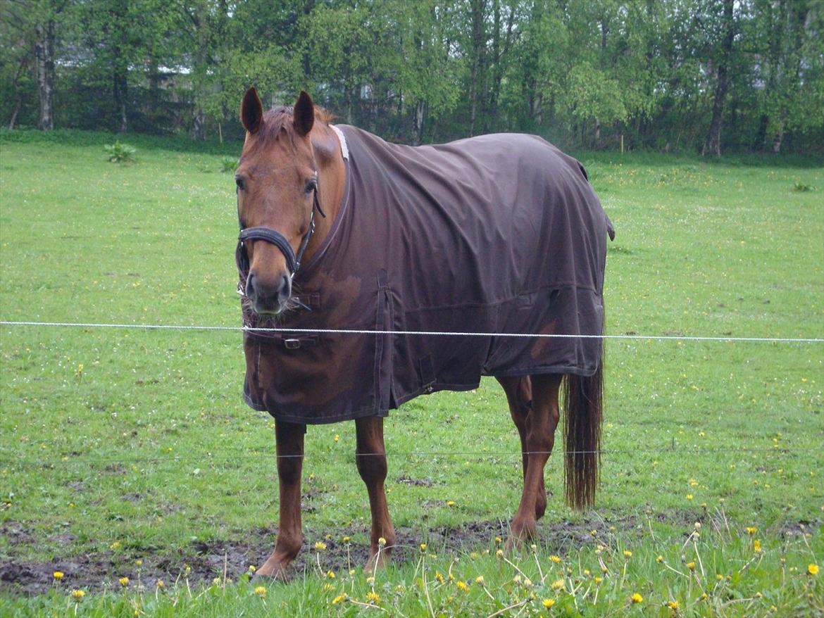 Anden særlig race Artemis - 12# En våd Artemis, som gerne vil ind i en varm boks! :-))<3 billede 12