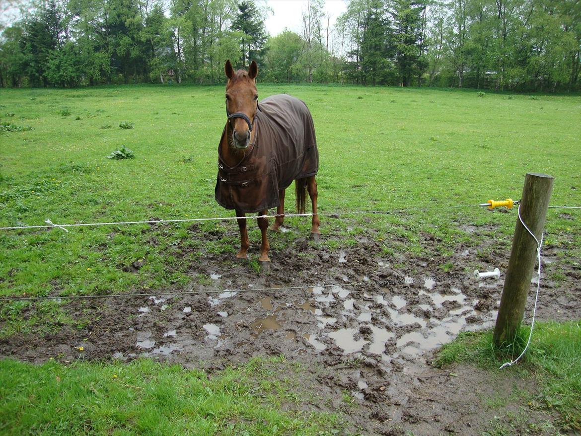 Anden særlig race Artemis - 13# "Jeg står bare her og venter, så jeg ikke skal stå i alt det mudder"<3 billede 13