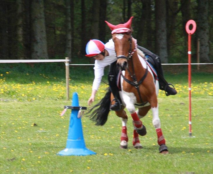 Anden særlig race Mille - Kappo cup med stine billede 15