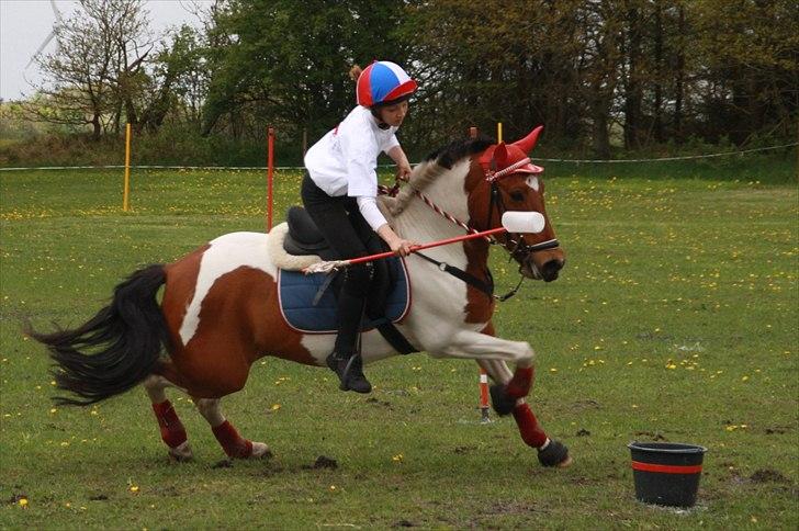 Anden særlig race Mille - Kappo cup med stine 2012 billede 7