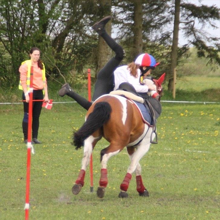 Anden særlig race Mille - kappo cup 2012 billede 24