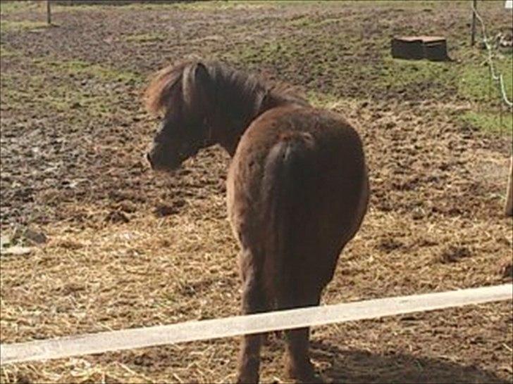 Shetlænder Malte (red) - tør jeg kigge!! billede 15