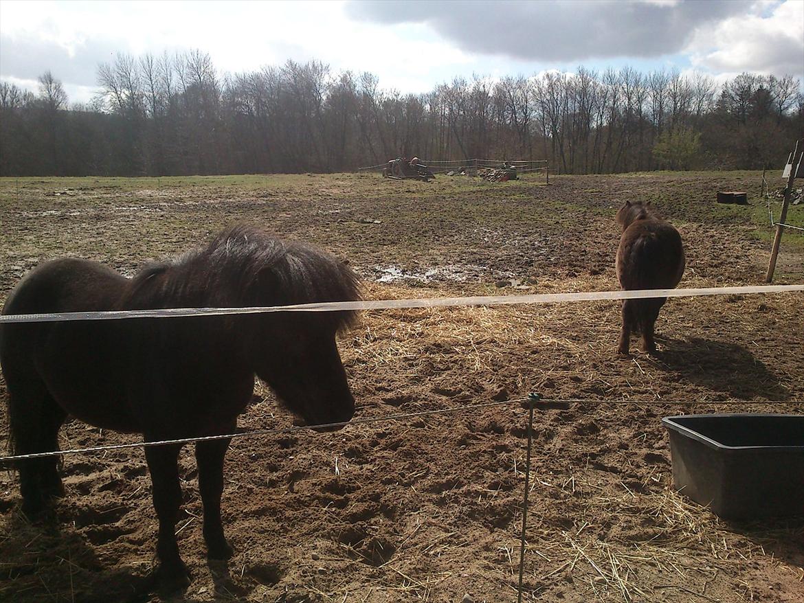 Shetlænder Malte (red) billede 9