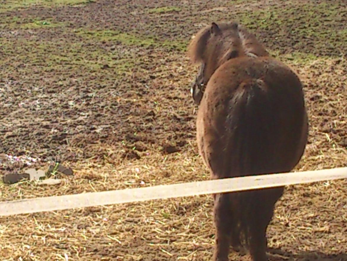 Shetlænder Malte (red) - Malte spiller kostbar (Maltes bagdel) billede 16