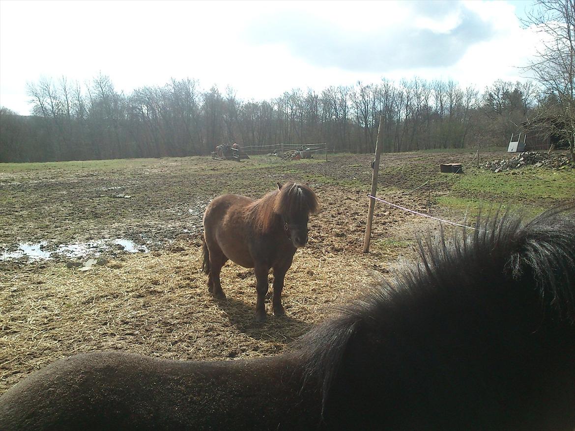 Shetlænder Malte (red) billede 10