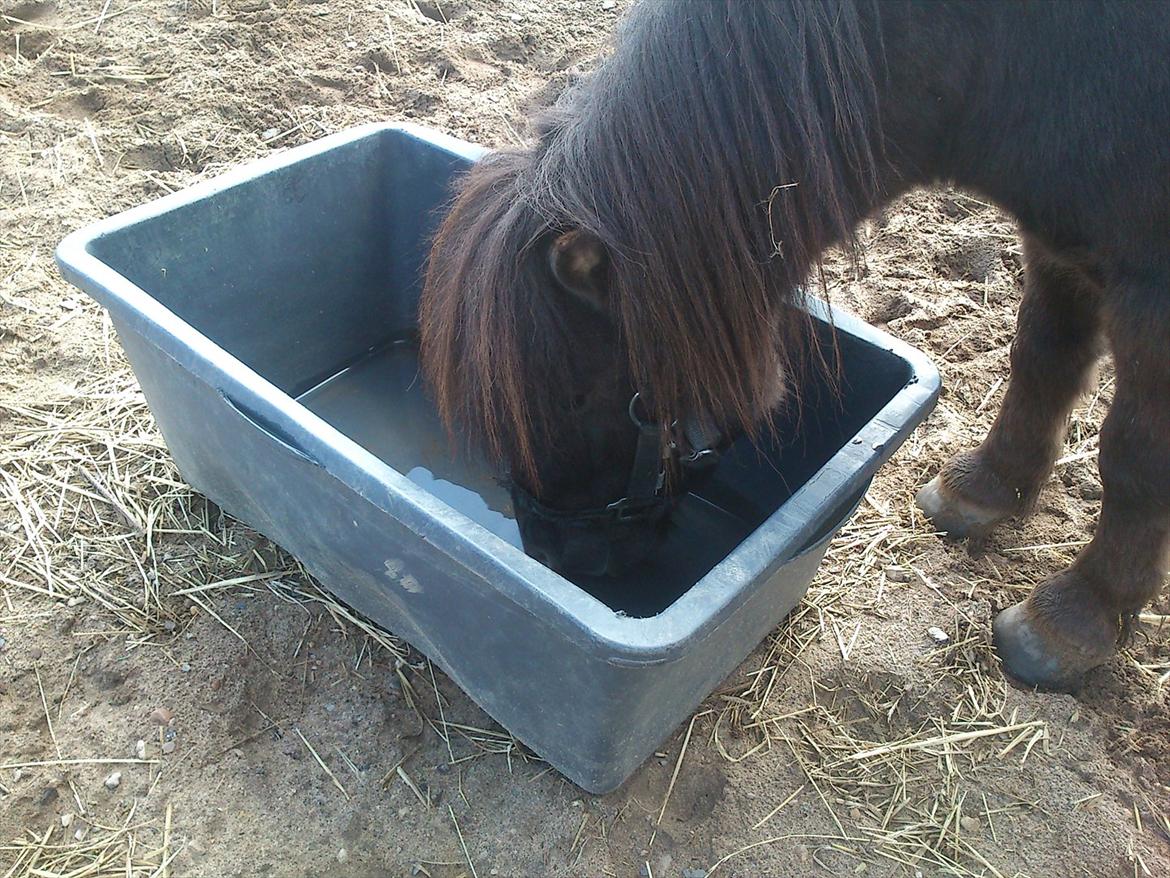 Shetlænder Malte (red) - Malte drikker billede 7