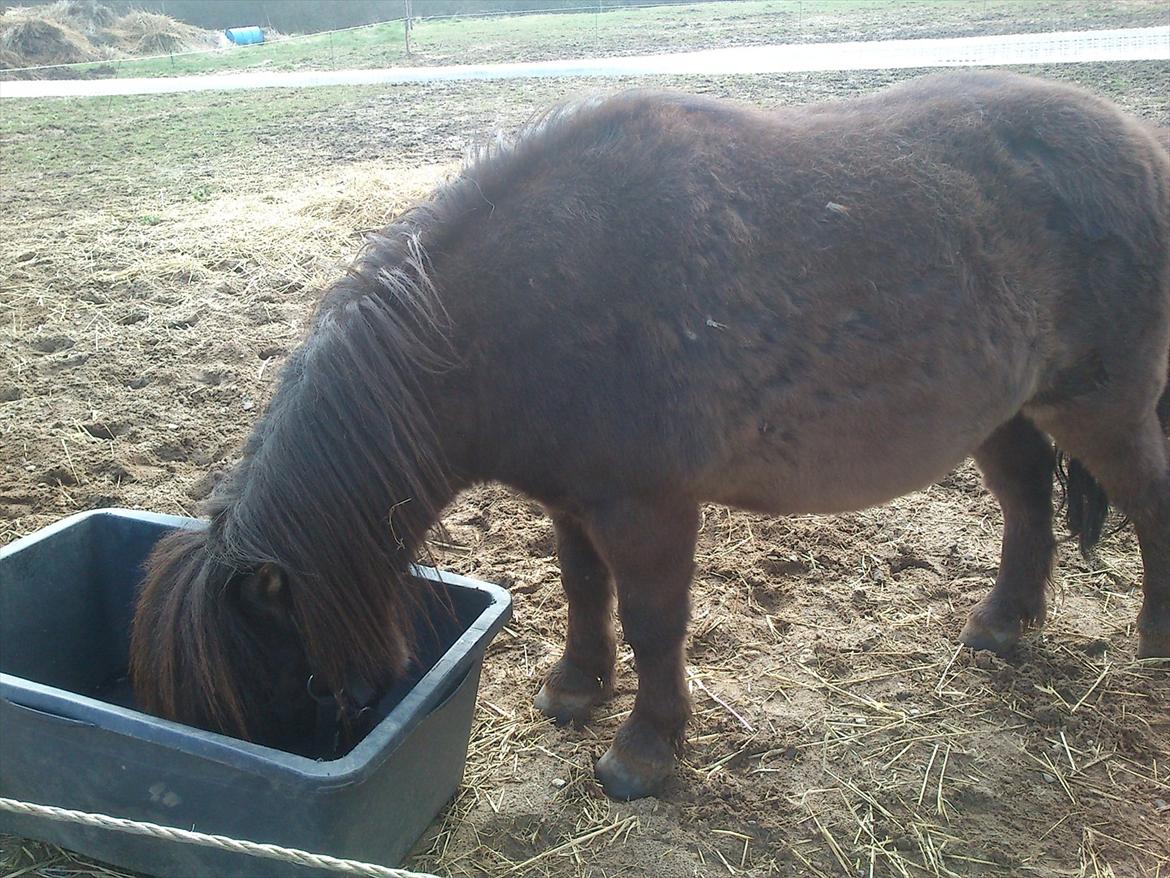 Shetlænder Malte (red) billede 8