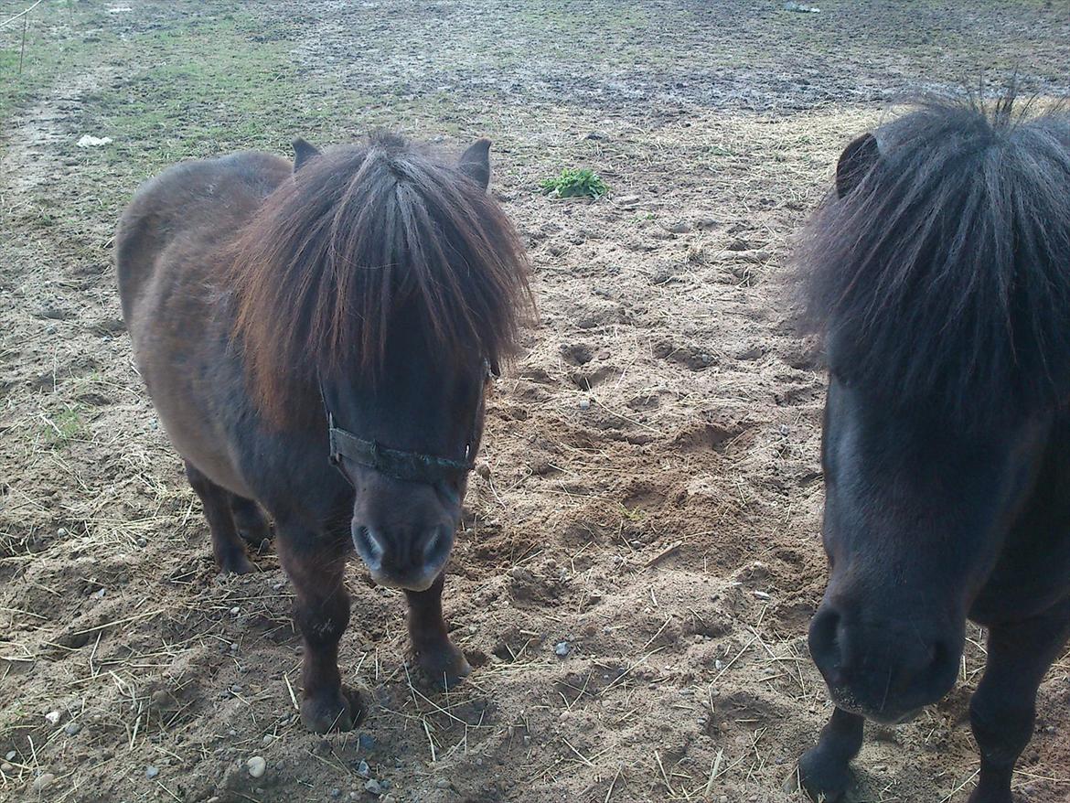 Shetlænder Malte (red) - Malte og Timon billede 11