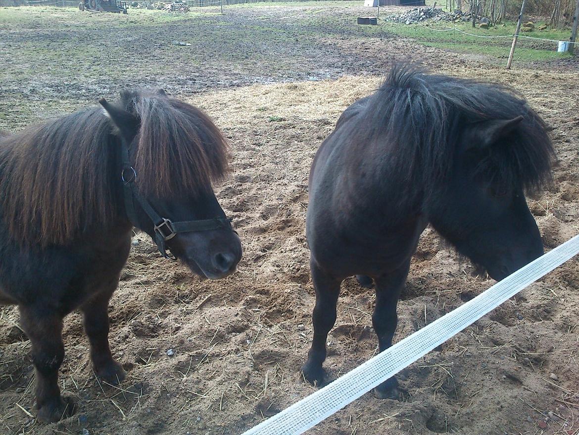 Shetlænder Malte (red) billede 12