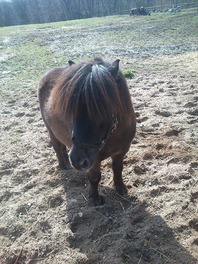 Shetlænder Malte (red) - har du noget til mig!!!! billede 13