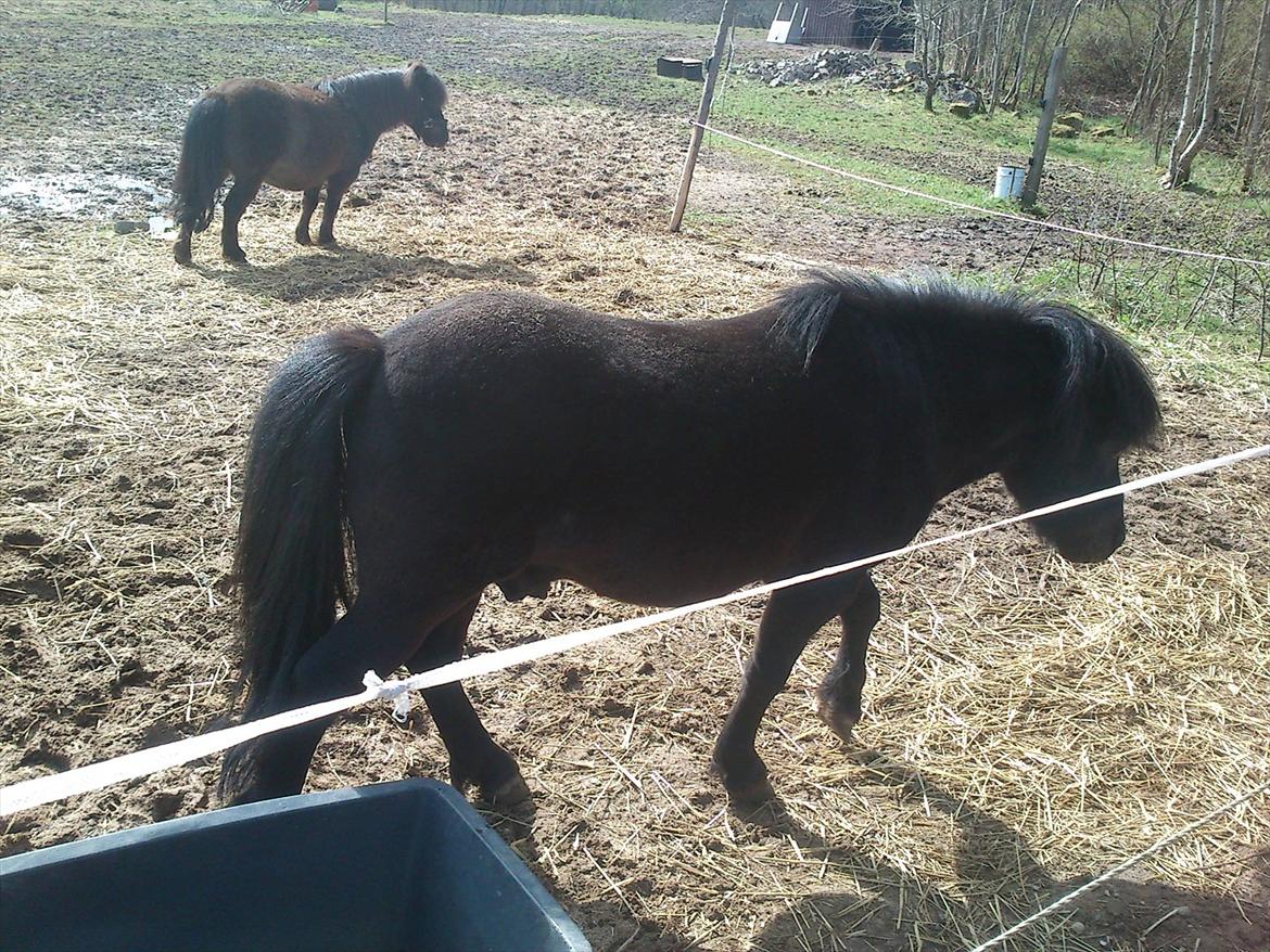 Shetlænder Malte (red) billede 14