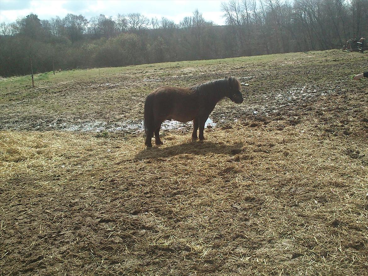 Shetlænder Malte (red) billede 17