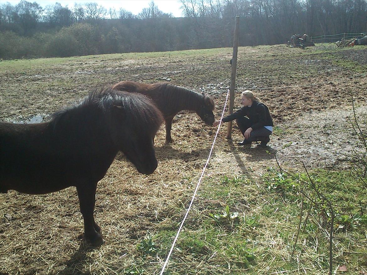 Shetlænder Malte (red) - mig der ager Malte

Foto: Josefine billede 3