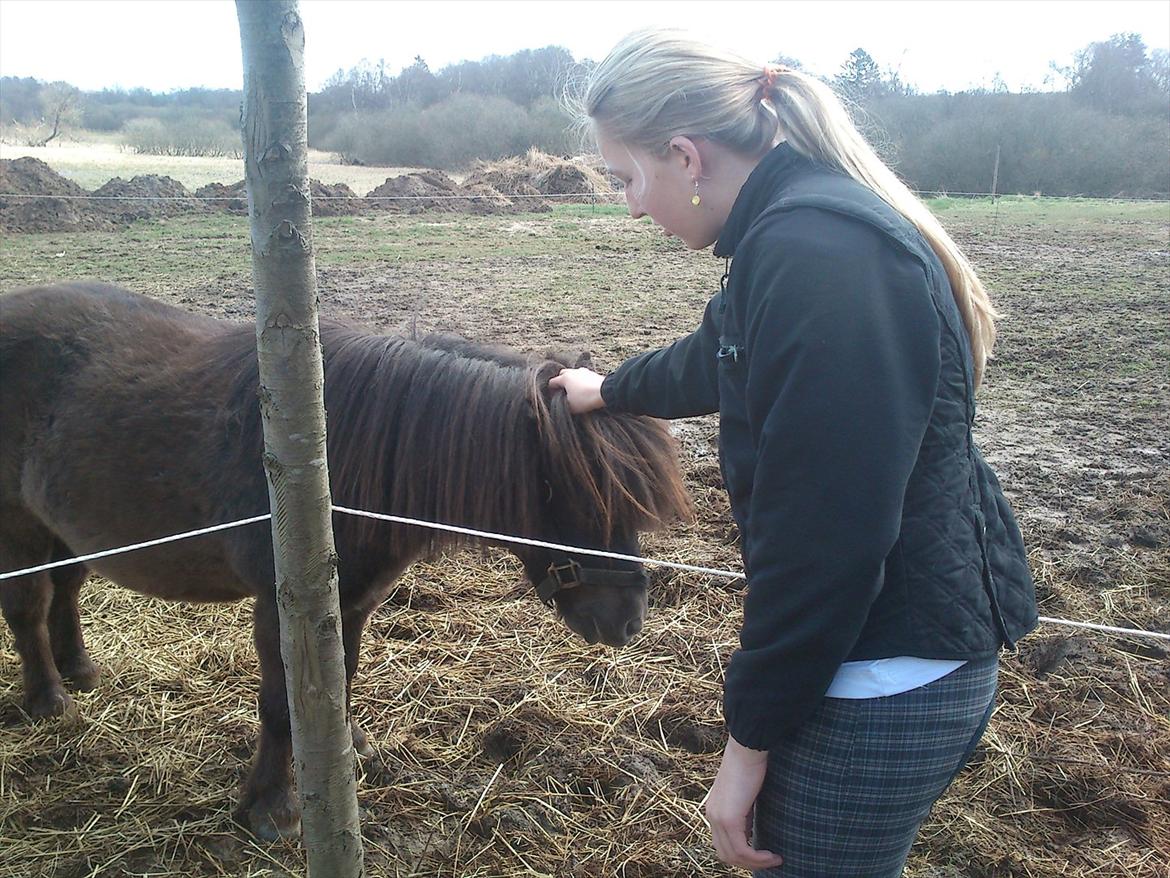 Shetlænder Malte (red) - mig der ager Malte

Foto: Josefine billede 4