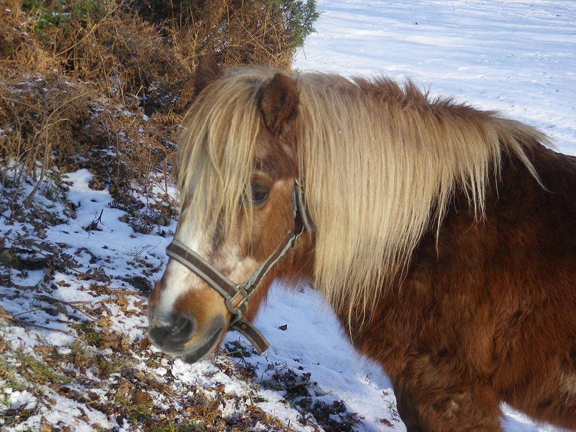 Anden særlig race Ringostar ( Rikke )<3 - puttens profil!!<3<3 Foto: Anna billede 1