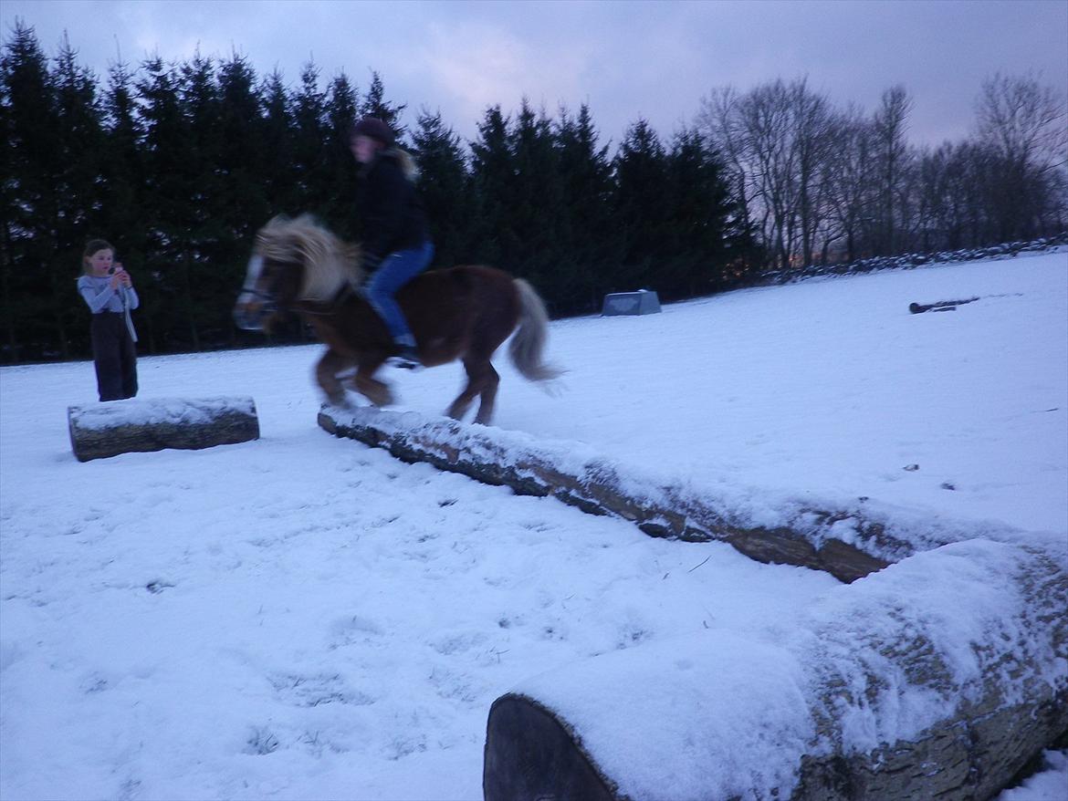 Anden særlig race Ringostar ( Rikke )<3 - Spring i sne!!<3<3 hyggeligt.. Foto: Anna billede 4