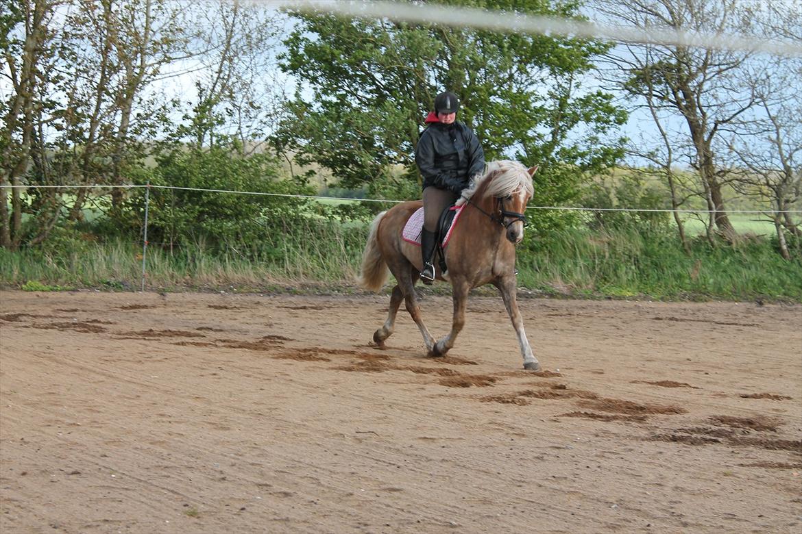 Haflinger Trøja [ Himmel hest ] <3 hvil i fred<3 billede 9