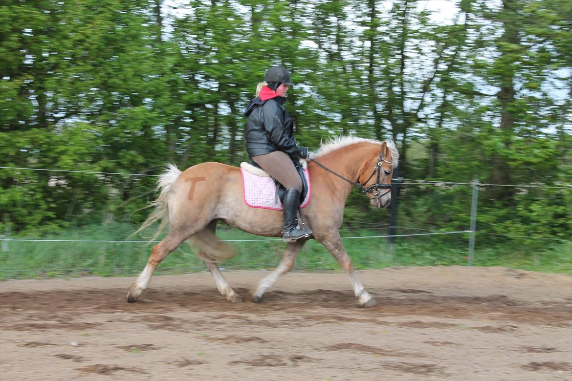 Haflinger Trøja [ Himmel hest ] <3 hvil i fred<3 billede 10
