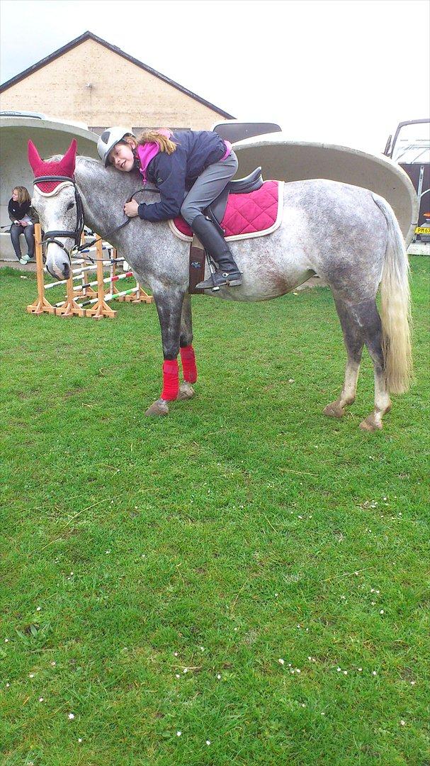 Hollandsk Sportspony Spice Girll billede 2