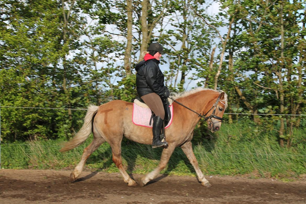 Haflinger Trøja [ Himmel hest ] <3 hvil i fred<3 billede 13