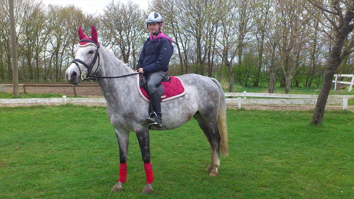 Hollandsk Sportspony Spice Girll billede 3