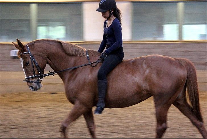 Dansk Varmblod Stedets Leda (Lille Liden) *Min øjesten* - 3 dage før vores første stævne. Du var en bandit, du var så træls. Du blev desværre halt dagen før stævnet.❤ billede 14