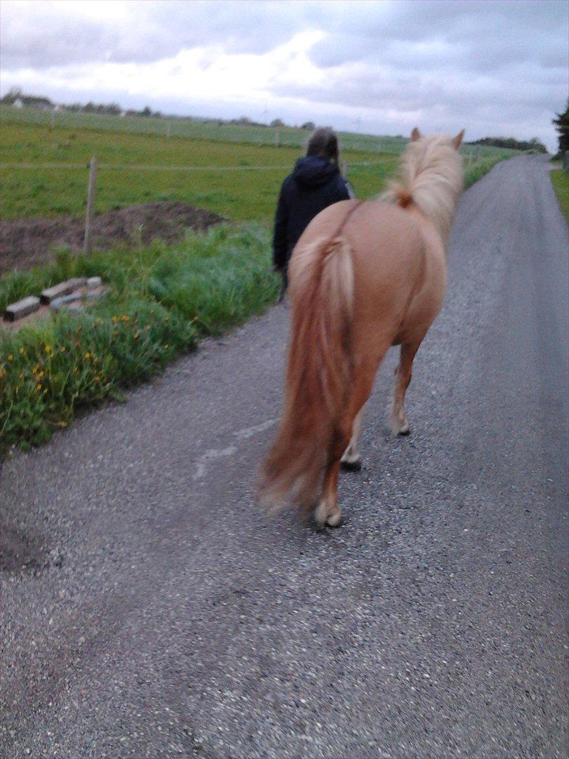 Islænder Pengil *Bassen* [Tilrider] - På min anden tur sammen med min plejemor billede 5