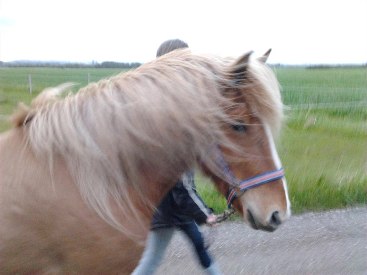 Islænder Pengil *Bassen* [Tilrider] - Se mit lækre hår billede 6