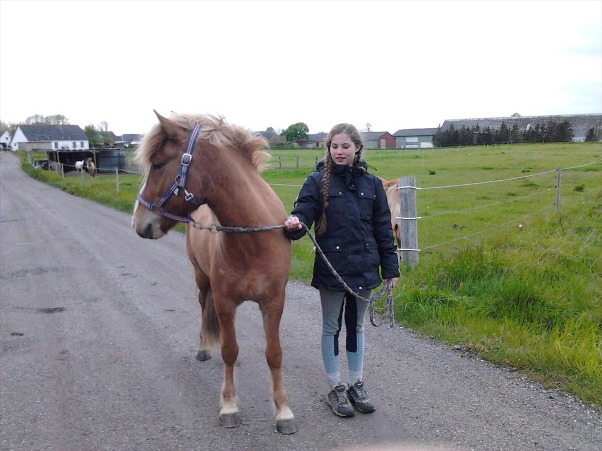 Islænder Pengil *Bassen* [Tilrider] - Hvad sker der hvorfor går vi fra de andre billede 7