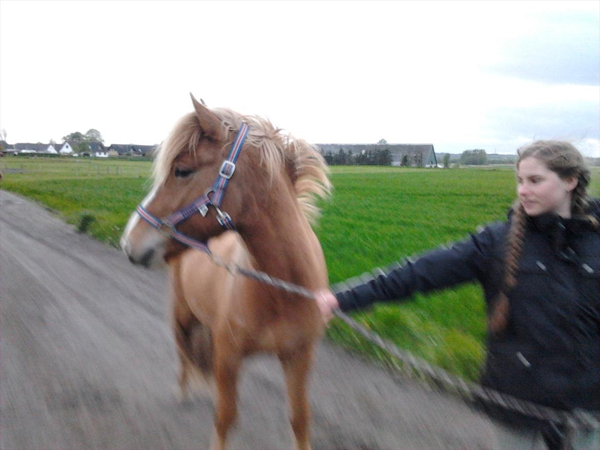Islænder Pengil *Bassen* [Tilrider] - Jeg vil tilbage til alle de andre billede 8