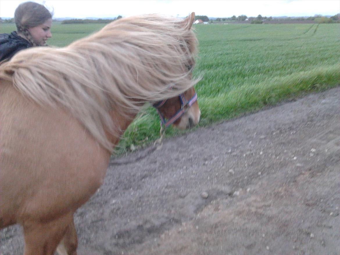 Islænder Pengil *Bassen* [Tilrider] - Charme, selvtild og lækkert hår billede 10