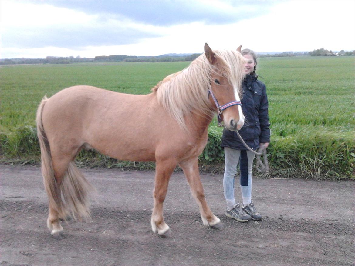 Islænder Pengil *Bassen* [Tilrider] - Du kan ikke tvinge en hest til at elske dig. Kærlighed kommer med tillid og tillid kommer med tålmodighed. Gør dig selv den tjeneste at have denne tålmodighed og du får dig en ven for livet. billede 13