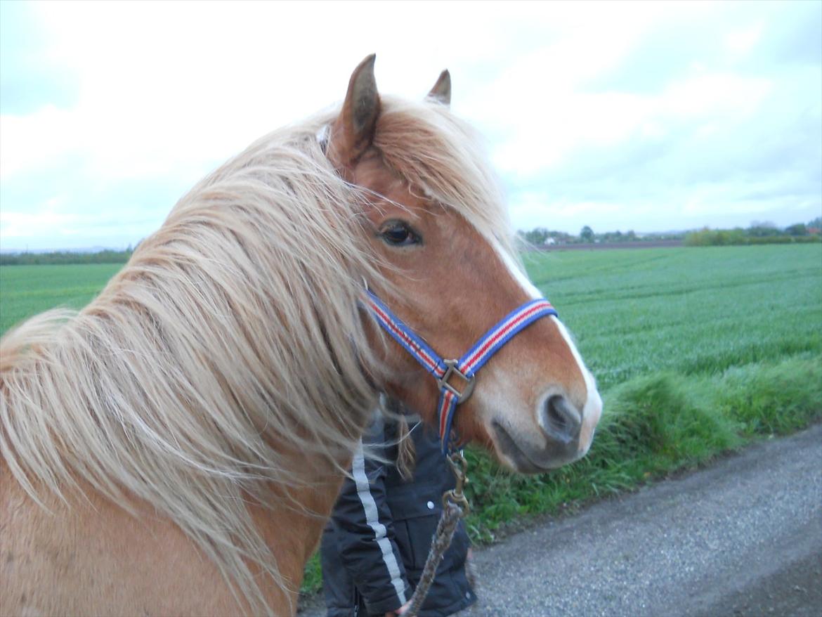 Islænder Pengil *Bassen* [Tilrider] - Se lige jeg er da en smuk sag.IM HOTTY billede 15