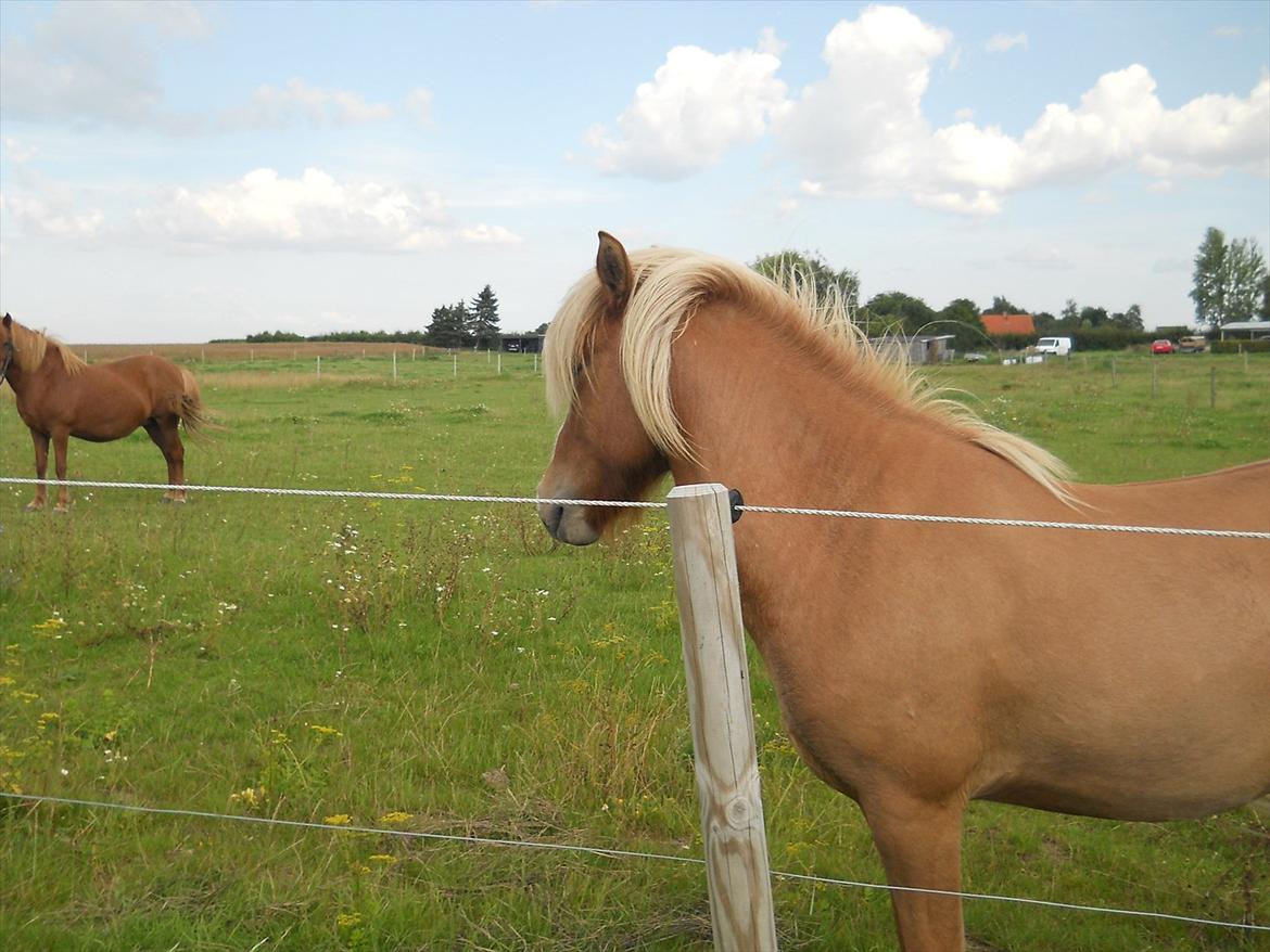 Islænder Pengil *Bassen* [Tilrider] - Smukke denrg billede 16