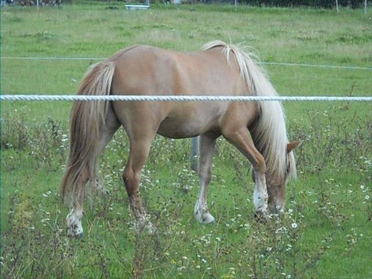 Islænder Pengil *Bassen* [Tilrider] - Num num num. Det samger dejligt. billede 17