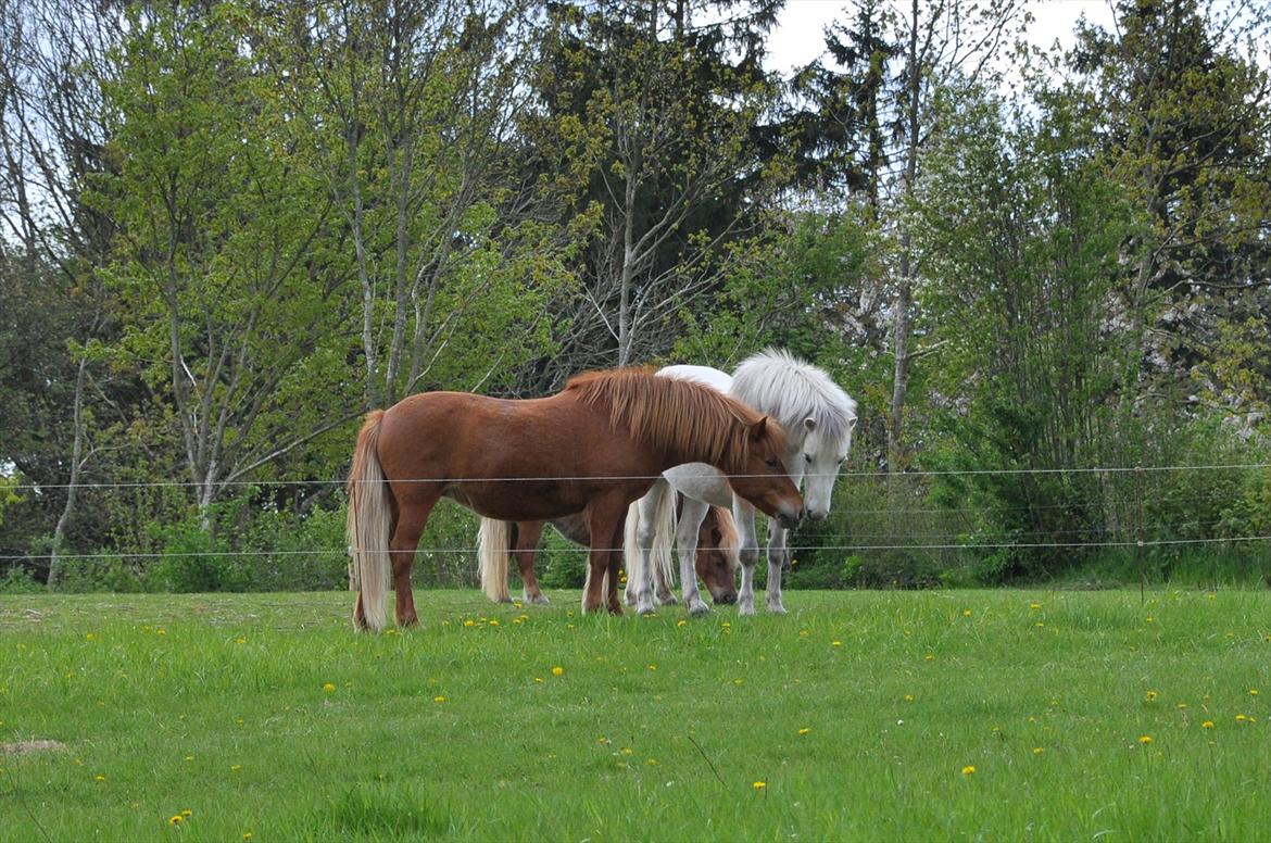 Islænder Hlín fra Helgenæs<3 - Søster-snak:) Hlin og Tritla<3 Foto: Lærke Dalmose 13.05.12 billede 5
