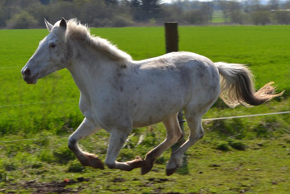 Anden særlig race Jasmine (Snuske) billede 8