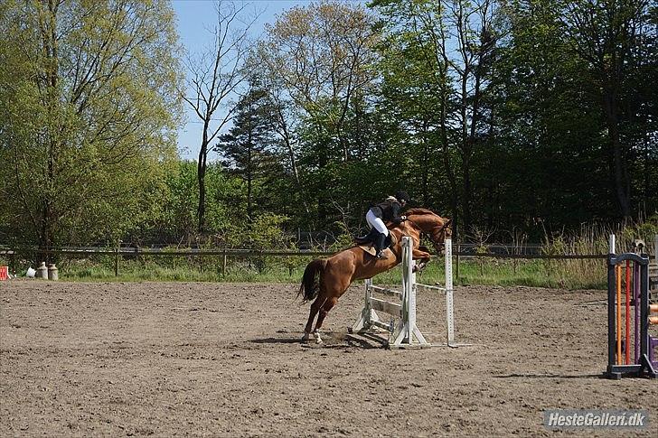 Hannoveraner Kirkeledgaard Luna - jump jump :D billede 9