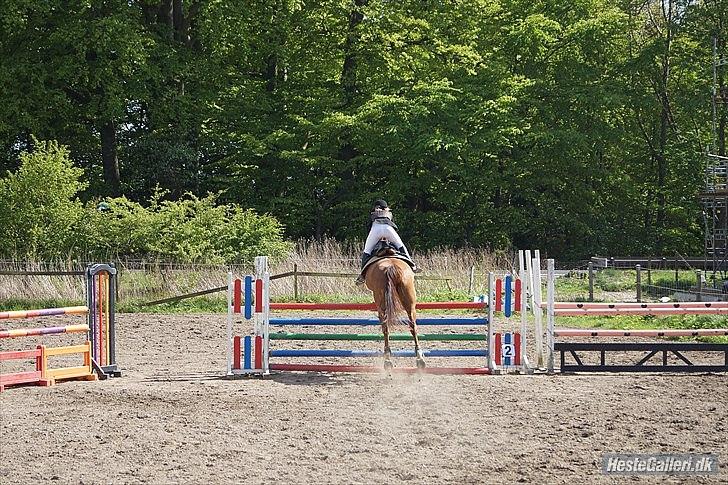 Hannoveraner Kirkeledgaard Luna - go for it :P billede 10